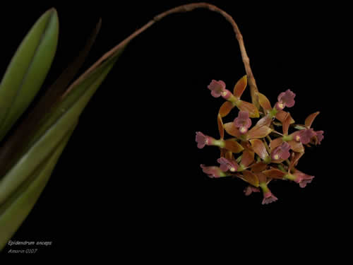 Epidendrum anceps