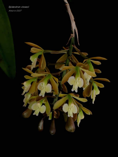 Epidendrum clowesii